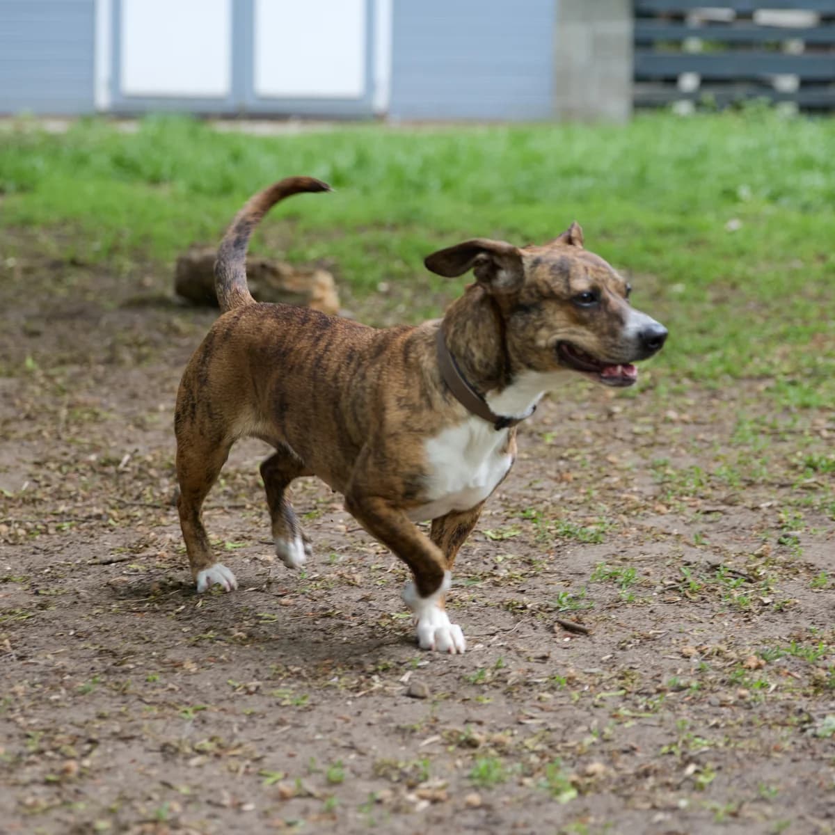 Perla, female 3yo Mixed Breed for adoption at Franziskus-Tierheim Hamburg, Hamburg