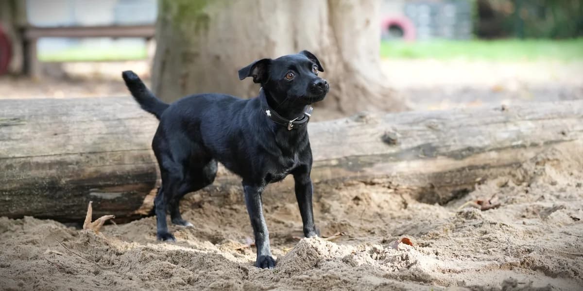 Pina, female young Mixed Breed for adoption at Franziskus-Tierheim Hamburg, Hamburg