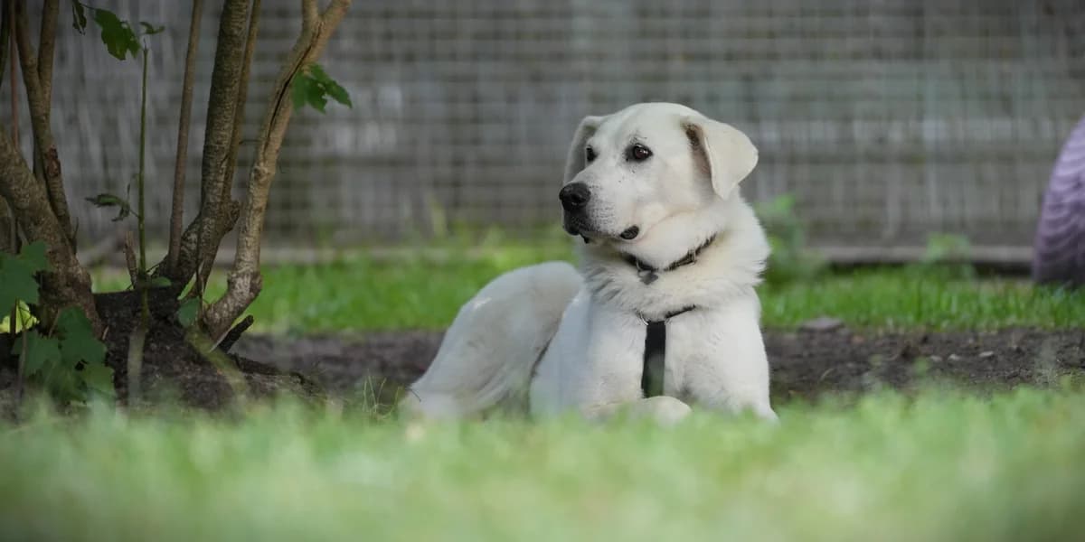 Poveda, female 5yo Mixed Breed for adoption at Franziskus-Tierheim Hamburg, Hamburg