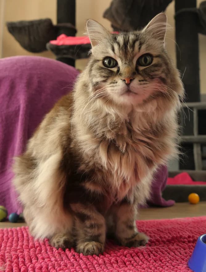 Rai-Rai, male senior Ragdoll for adoption at Franziskus-Tierheim Hamburg, Hamburg