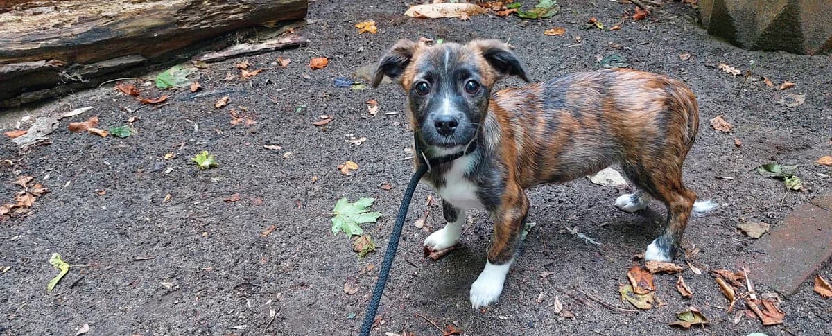 Raphi, male puppy Mixed Breed for adoption at Franziskus-Tierheim Hamburg, Hamburg