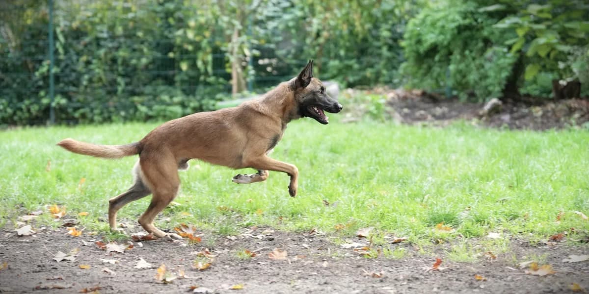 Rio, male young Belgian Malinois for adoption at Franziskus-Tierheim Hamburg, Hamburg