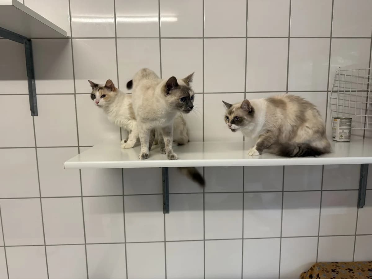Rita, female 4yo Ragdoll for adoption at Franziskus-Tierheim Hamburg, Hamburg