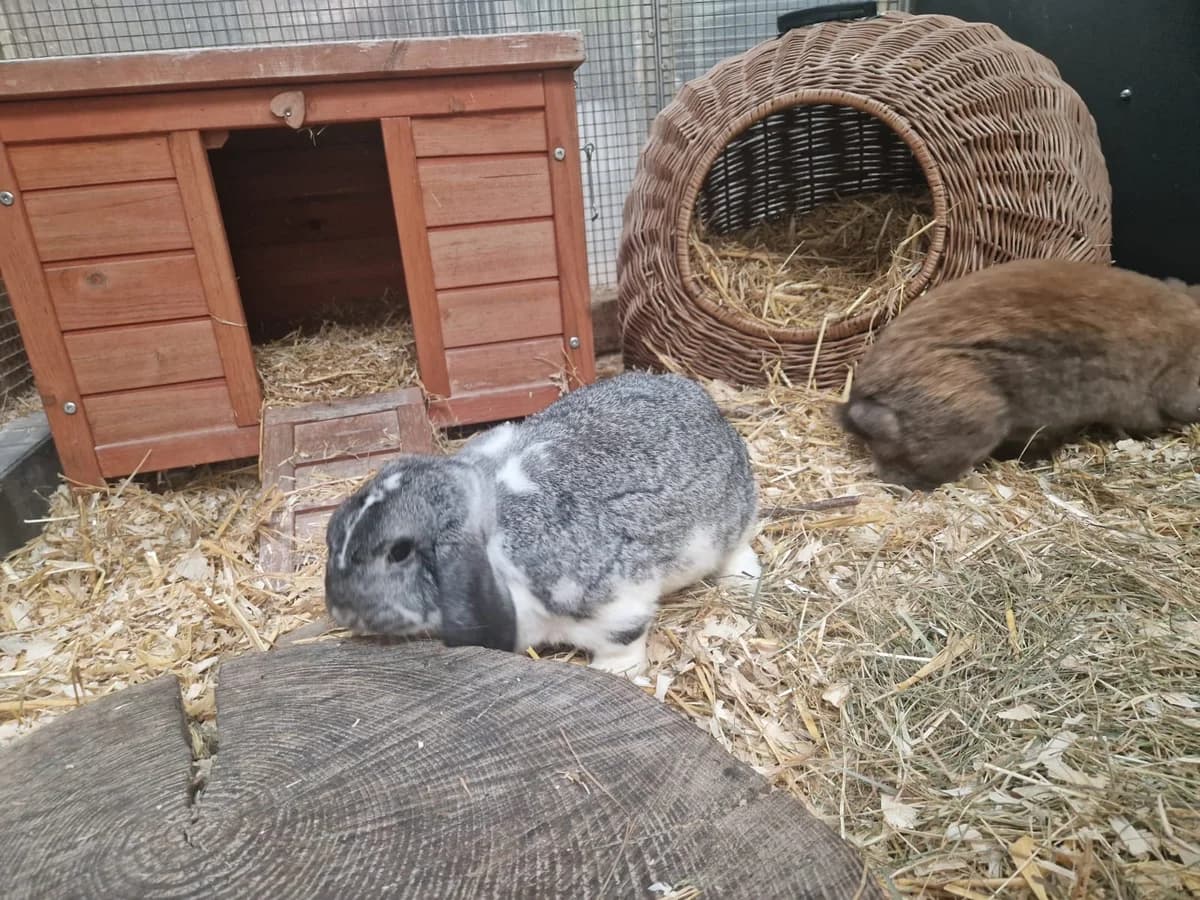 Rocky, male 5yo mixed breed for adoption at Franziskus-Tierheim Hamburg, Hamburg