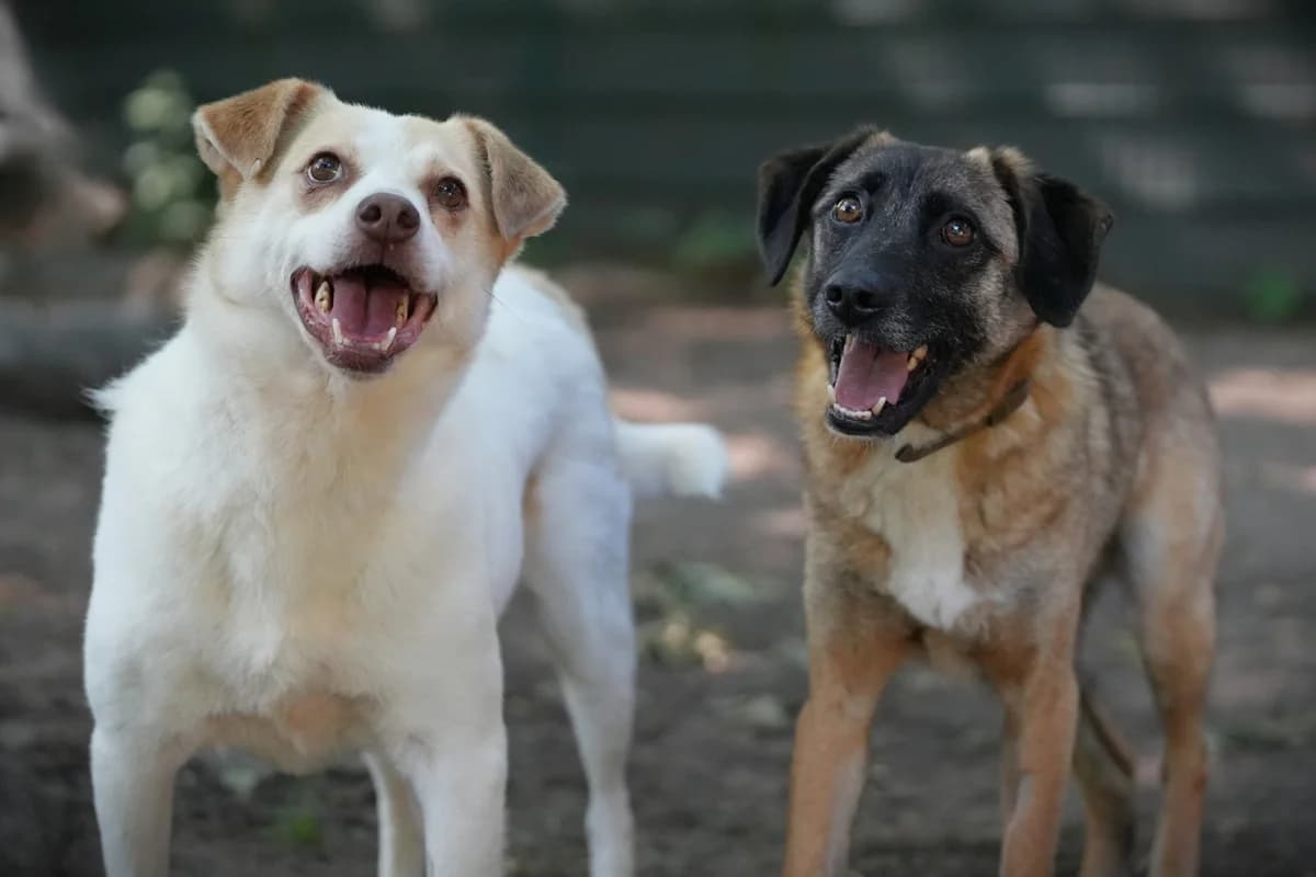 Roland, male 6yo Mixed Breed for adoption at Franziskus-Tierheim Hamburg, Hamburg