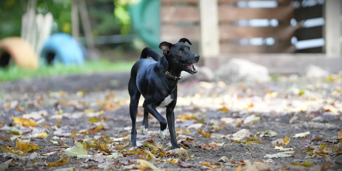 Roque, male young Mixed Breed for adoption at Franziskus-Tierheim Hamburg, Hamburg