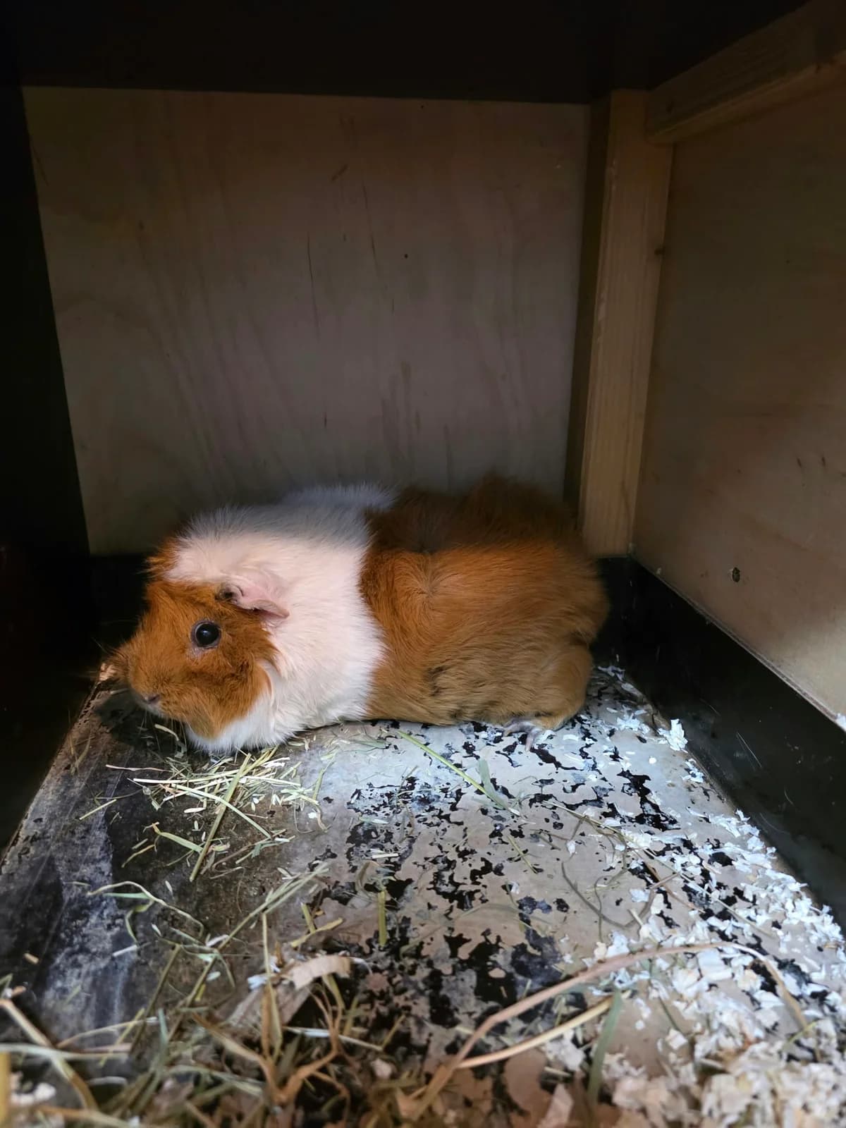 Sabiene, female 4yo mixed breed for adoption at Franziskus-Tierheim Hamburg, Hamburg