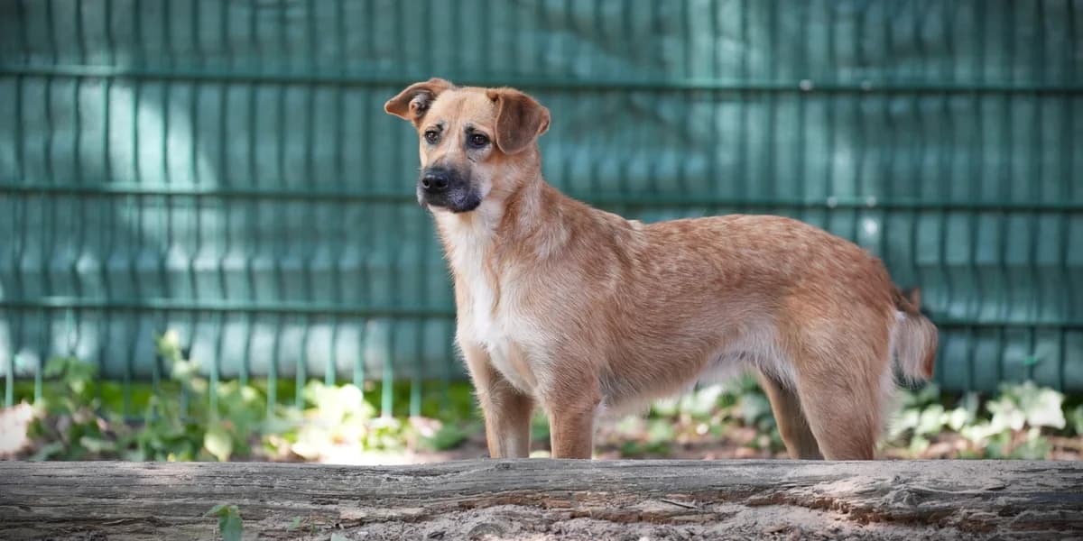 Sabina, female young Mixed Breed for adoption at Franziskus-Tierheim Hamburg, Hamburg