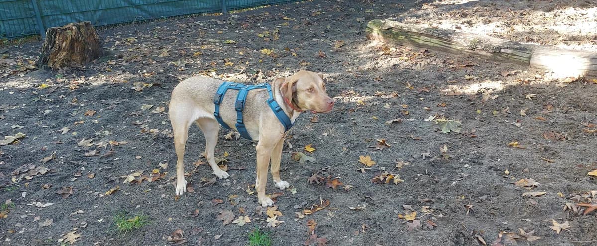 Sally, female young Mixed Breed for adoption at Franziskus-Tierheim Hamburg, Hamburg