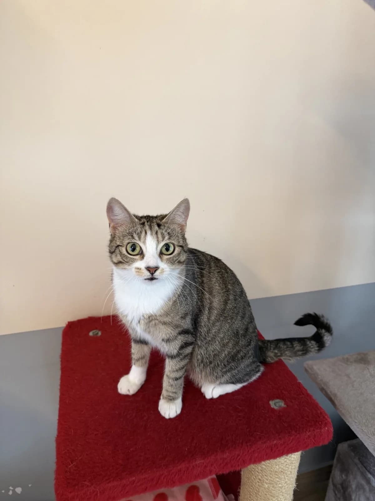 Sandy, female young European Shorthair for adoption at Franziskus-Tierheim Hamburg, Hamburg