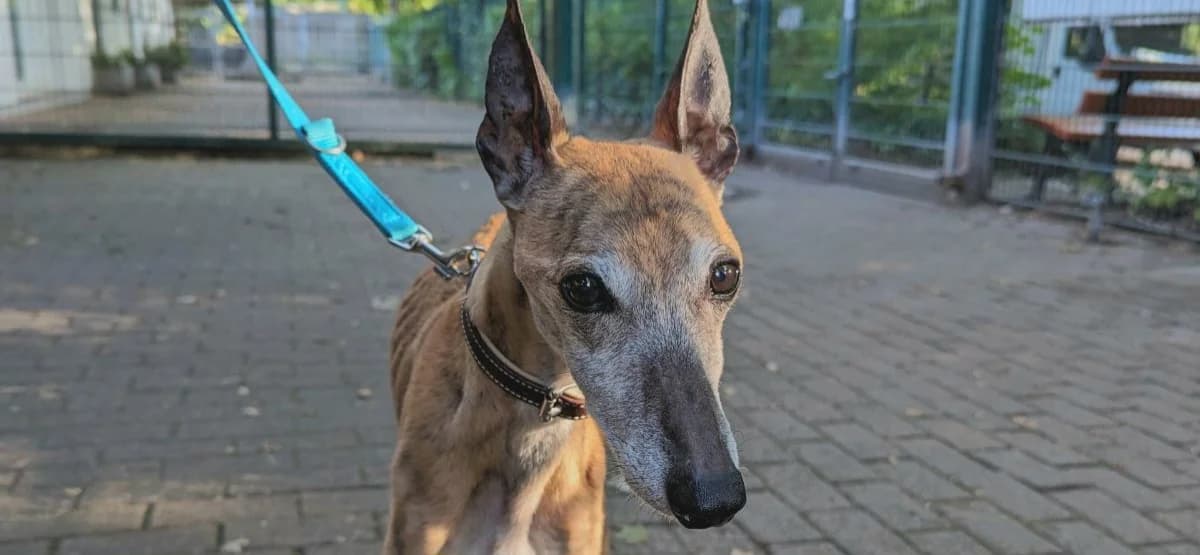 Speedy, male Whippet for adoption at Hamburg