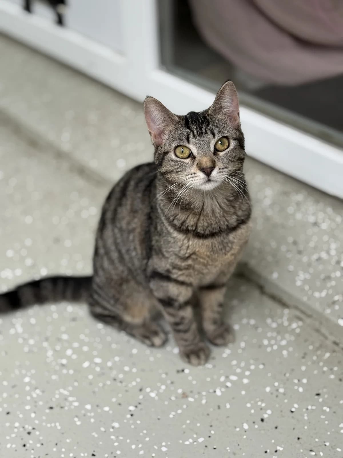 Suna, female puppy European Shorthair for adoption at Franziskus-Tierheim Hamburg, Hamburg