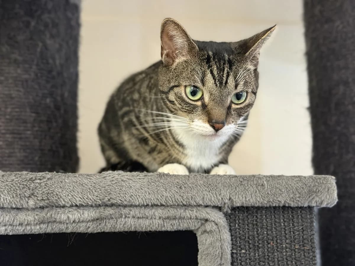 Suro, female 3yo European Shorthair for adoption at Franziskus-Tierheim Hamburg, Hamburg