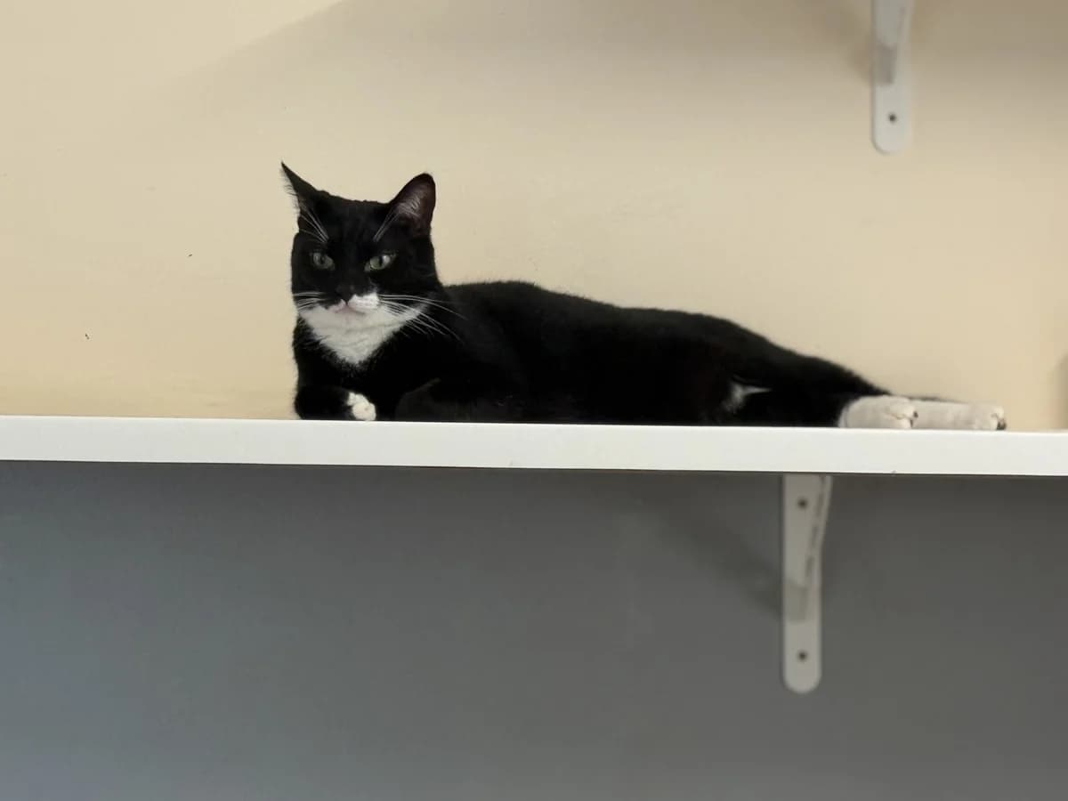 Taro, male 3yo European Shorthair for adoption at Franziskus-Tierheim Hamburg, Hamburg