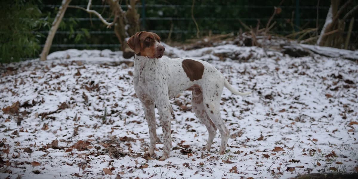 Theo, male 5yo Pointer for adoption at Franziskus-Tierheim Hamburg, Hamburg
