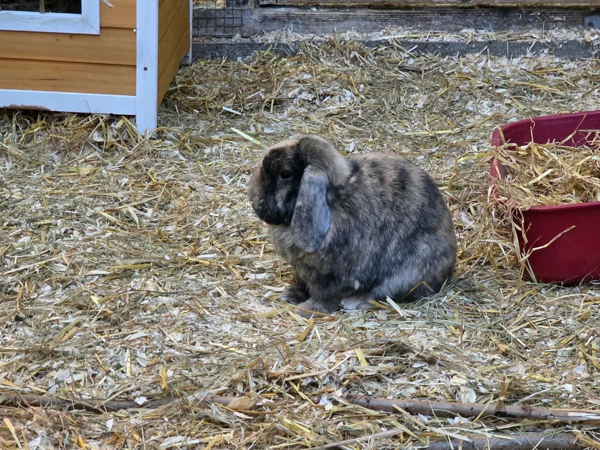 Thorvi, male mixed breed for adoption at Franziskus-Tierheim Hamburg, Hamburg