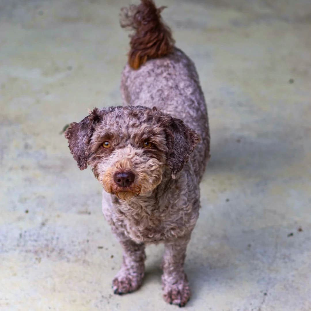 Tiffy, female 7yo Poodle for adoption at Franziskus-Tierheim Hamburg, Hamburg