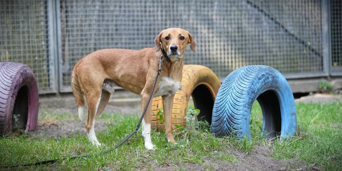 Tilo, male senior Mixed Breed for adoption at Franziskus-Tierheim Hamburg, Hamburg