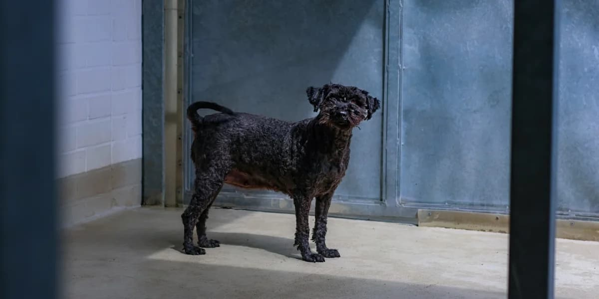Tina, female senior Poodle for adoption at Franziskus-Tierheim Hamburg, Hamburg
