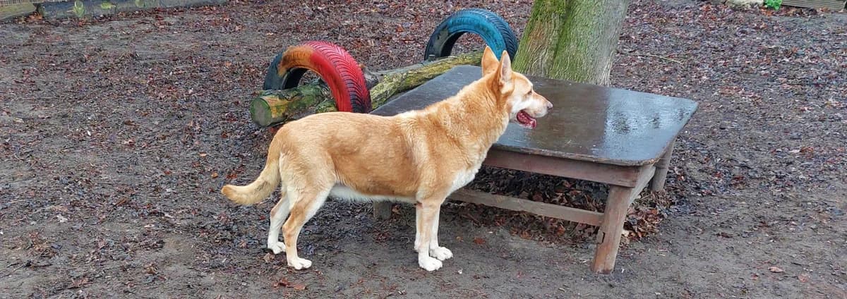 Tita, female senior German Shepherd for adoption at Franziskus-Tierheim Hamburg, Hamburg