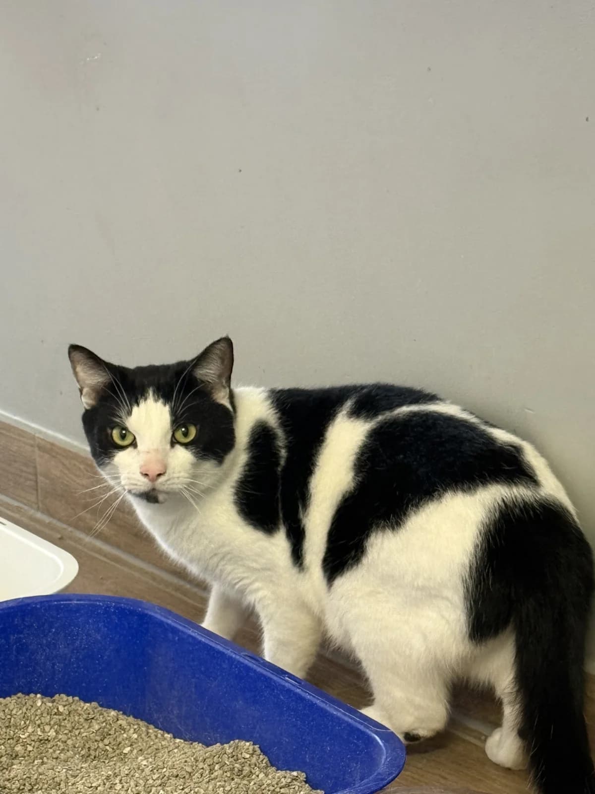 Tommy, male 3yo European Shorthair for adoption at Franziskus-Tierheim Hamburg, Hamburg