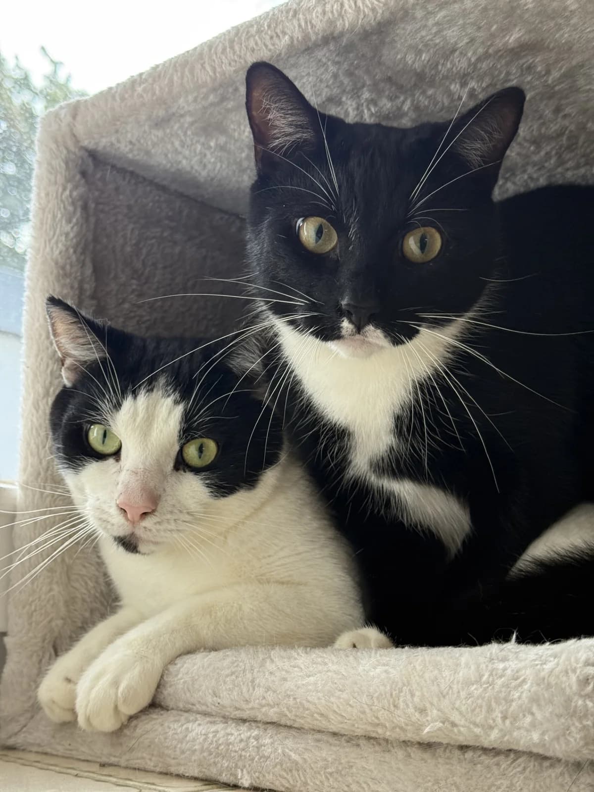 Toni, male 4yo European Shorthair for adoption at Franziskus-Tierheim Hamburg, Hamburg