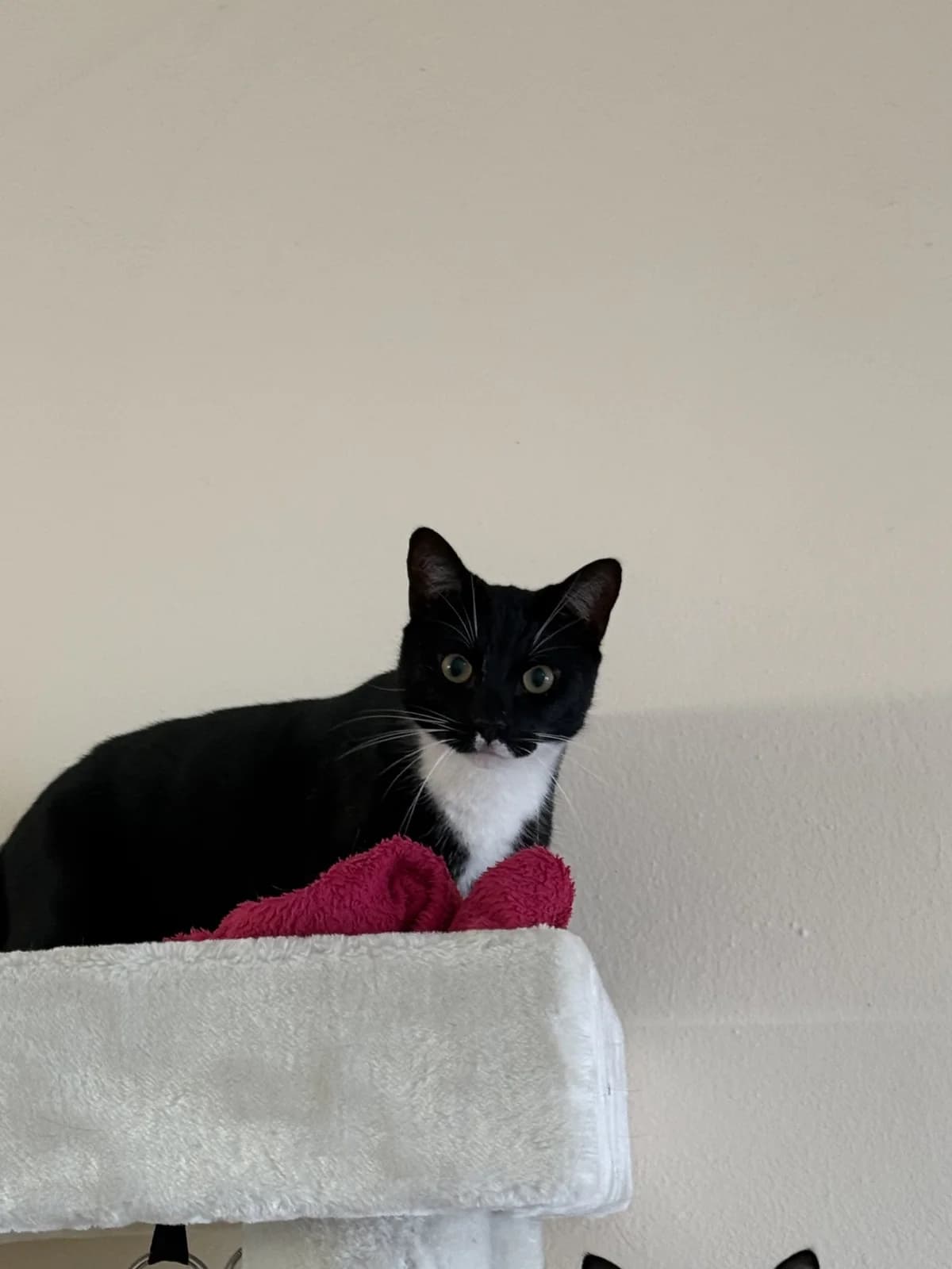 Toni, male 4yo European Shorthair for adoption at Franziskus-Tierheim Hamburg, Hamburg