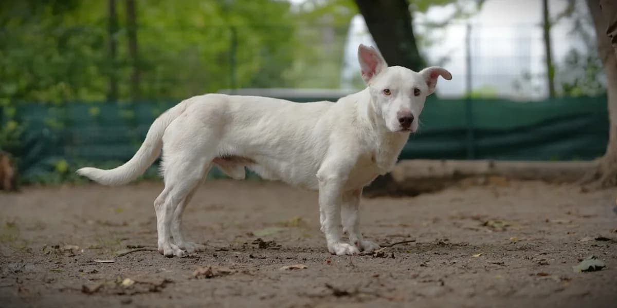 Tuk, male 3yo Mixed Breed for adoption at Franziskus-Tierheim Hamburg, Hamburg