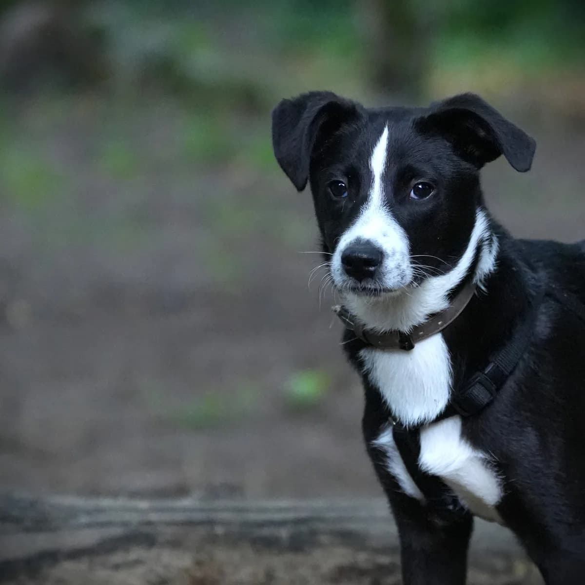Twister, male puppy Mixed Breed for adoption at Franziskus-Tierheim Hamburg, Hamburg