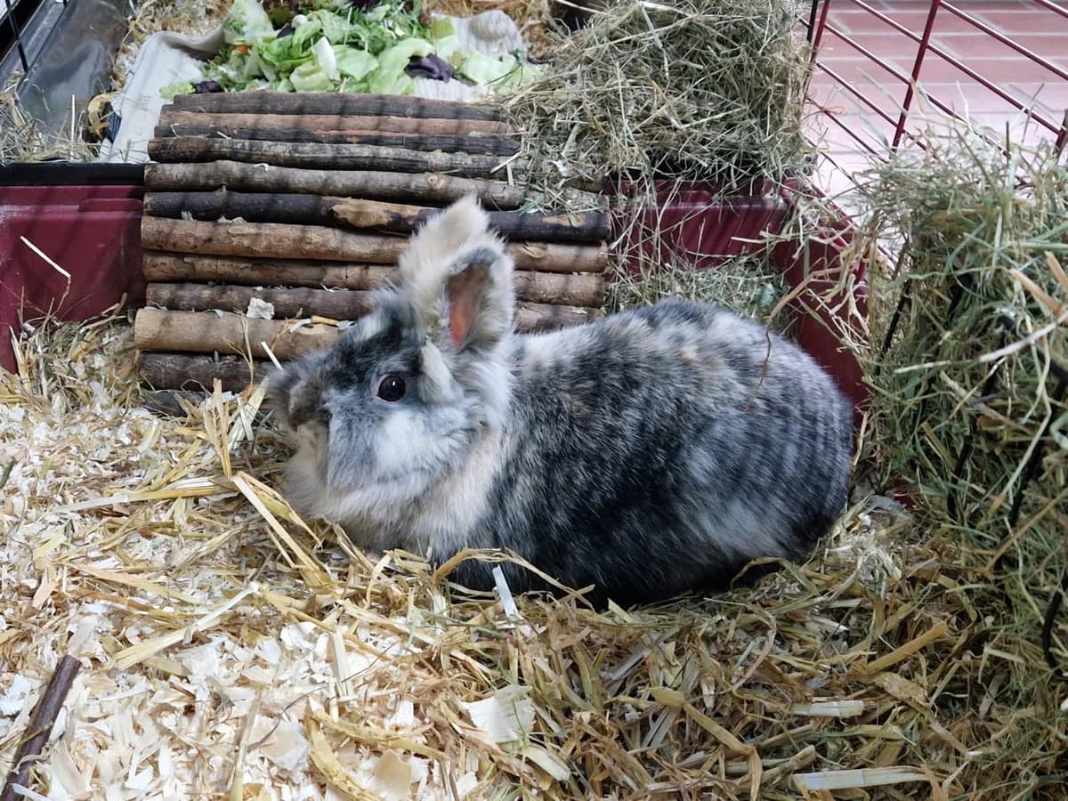 Wiebke, female 4yo mixed breed for adoption at Franziskus-Tierheim Hamburg, Hamburg