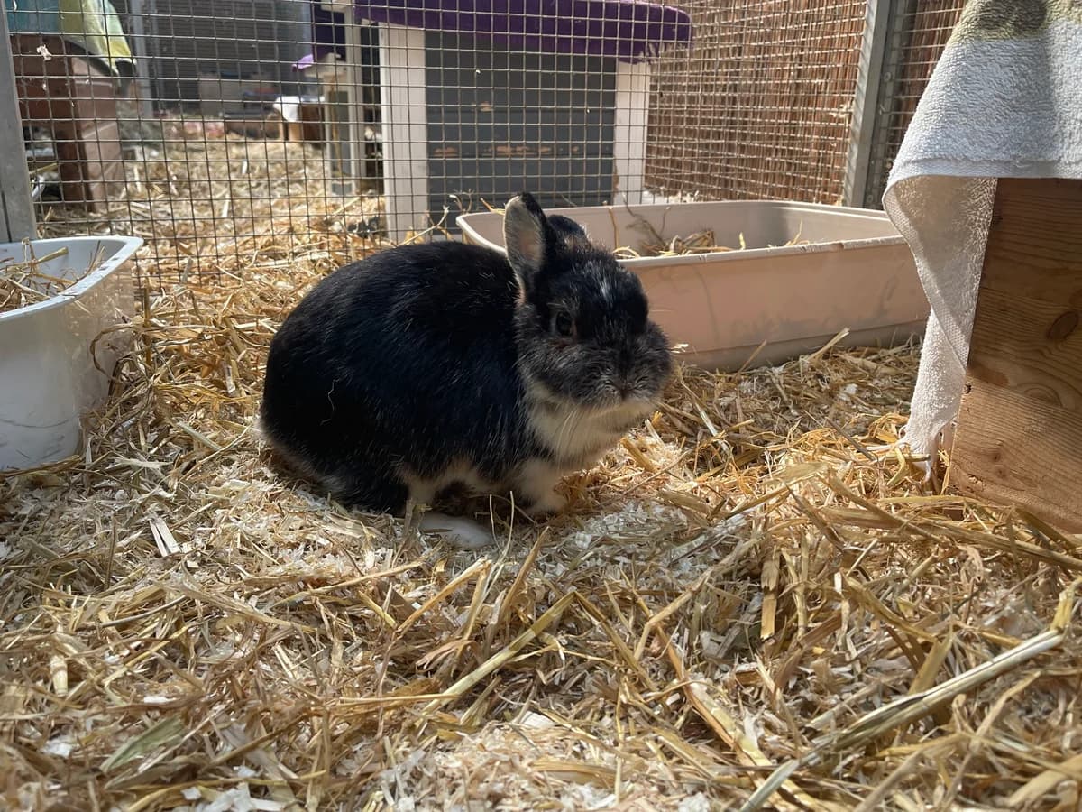 Yuzu, female senior mixed breed for adoption at Franziskus-Tierheim Hamburg, Hamburg