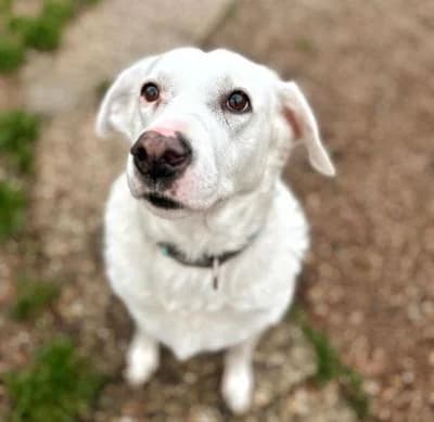 Anita, female senior Mixed Breed for adoption at Tierschutzverein Franziskushof, Kalletal