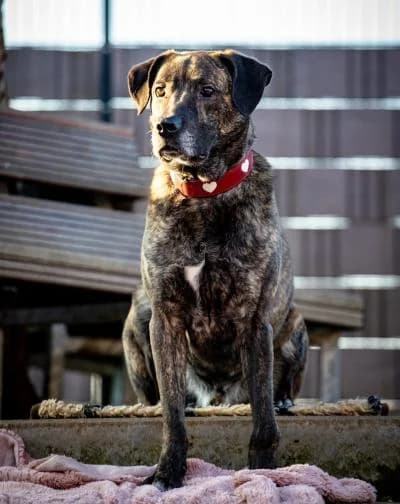 Hubert, male 6yo Cane Corso for adoption at Tierschutzverein Franziskushof, Kalletal
