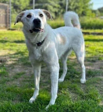 Maybel, female 5yo Mixed Breed for adoption at Tierschutzverein Franziskushof, Kalletal