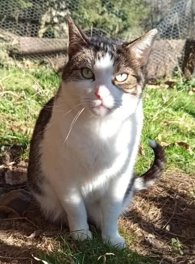 Krümel - Lebt auf Pflegestelle, male 5yo European Shorthair for adoption at Tierschutzverein Franziskushof, Kalletal