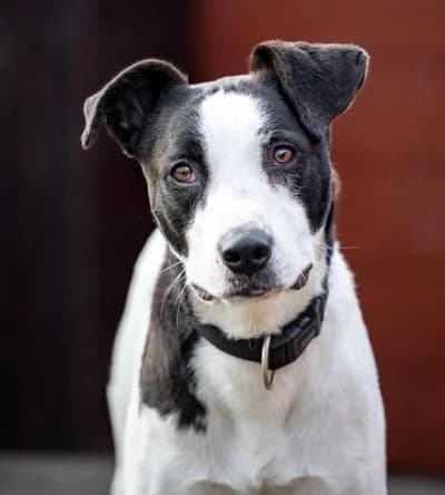 Pongo sucht sein Für immer-Zuhause, male young Mixed Breed for adoption at Tierschutzverein Franziskushof, Kalletal