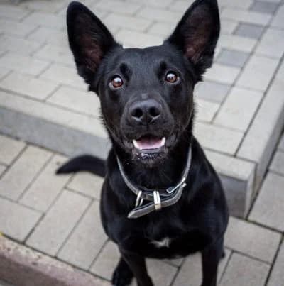 Mats, male 4yo Mixed Breed for adoption at Tierschutzverein Franziskushof, Kalletal