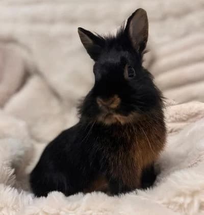 Suma - Lebt auf Pflegestelle, female 3yo mixed breed for adoption at Tierschutzverein Franziskushof, Kalletal