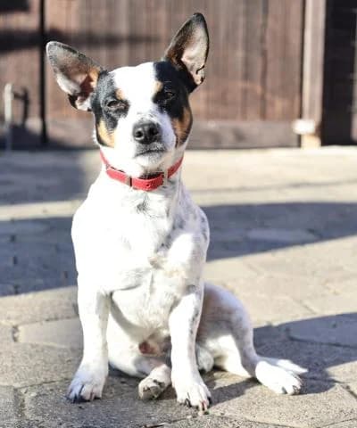 Whitey, male 4yo mixed breed for adoption at Tierschutzverein Franziskushof, Kalletal