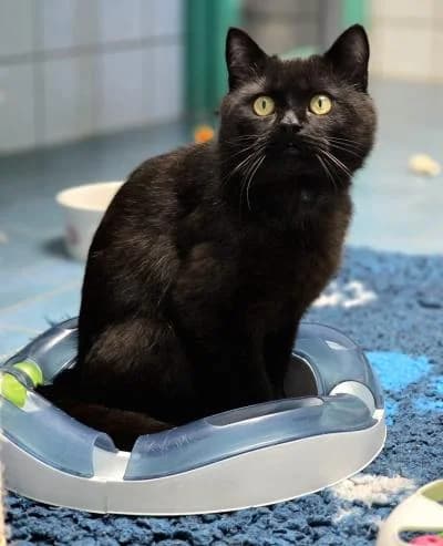 Silvester, male 3yo European Shorthair for adoption at Tierschutzverein Franziskushof, Kalletal