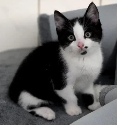 Hannibal, male European Shorthair for adoption at Tierschutzverein Franziskushof, Kalletal