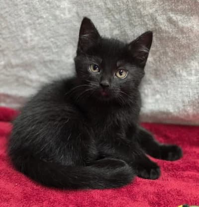 Odessa, female European Shorthair for adoption at Tierschutzverein Franziskushof, Kalletal