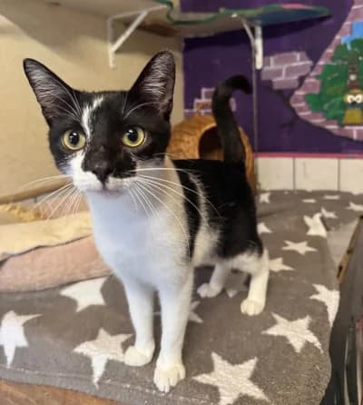 Flipo, male 3yo European Shorthair for adoption at Tierschutzverein Franziskushof, Kalletal