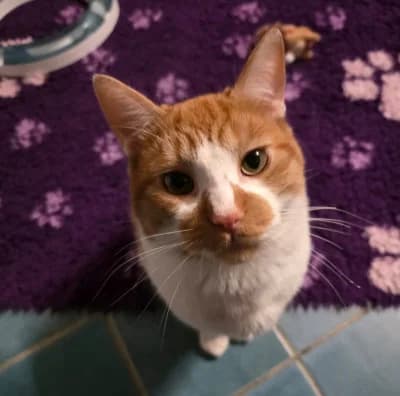 Garfield, male 3yo European Shorthair for adoption at Tierschutzverein Franziskushof, Kalletal