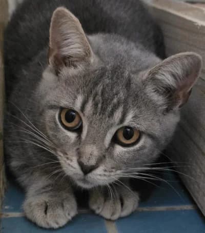Zayleen, female European Shorthair for adoption at Tierschutzverein Franziskushof, Kalletal