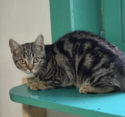Zarina, female European Shorthair for adoption at Tierschutzverein Franziskushof, Kalletal