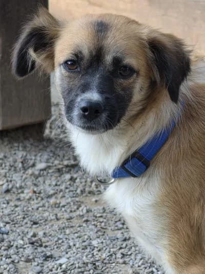 Cecilia, female Mixed Breed for adoption at Tierschutzverein Franziskushof, Kalletal
