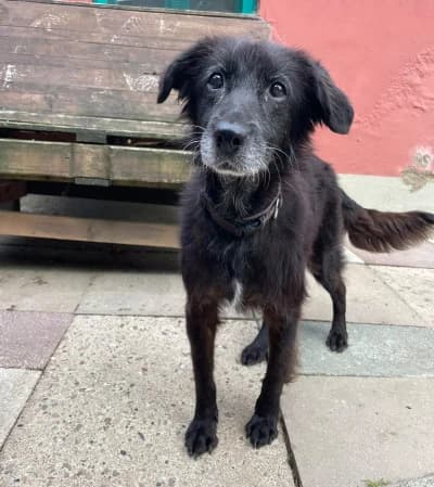Alma, female senior Mixed Breed for adoption at Tierschutzverein Franziskushof, Kalletal