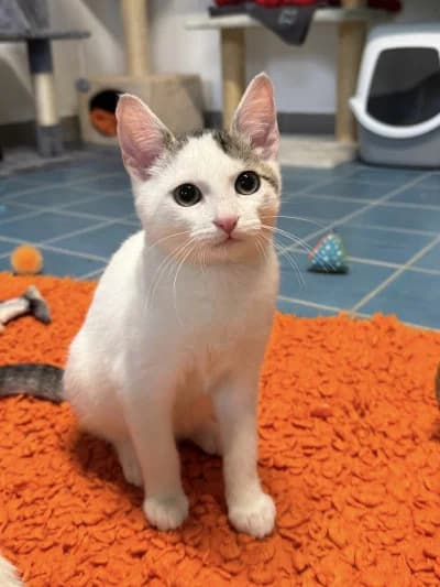 Bodo, male European Shorthair for adoption at Tierschutzverein Franziskushof, Kalletal