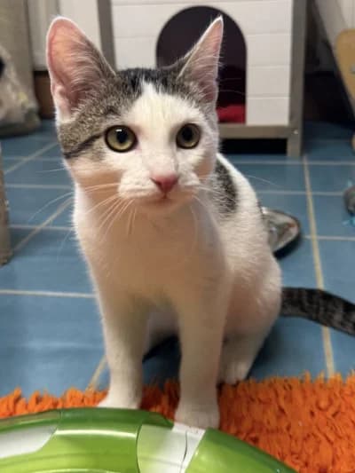Bea, female European Shorthair for adoption at Tierschutzverein Franziskushof, Kalletal